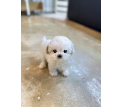 미니비숑프리제