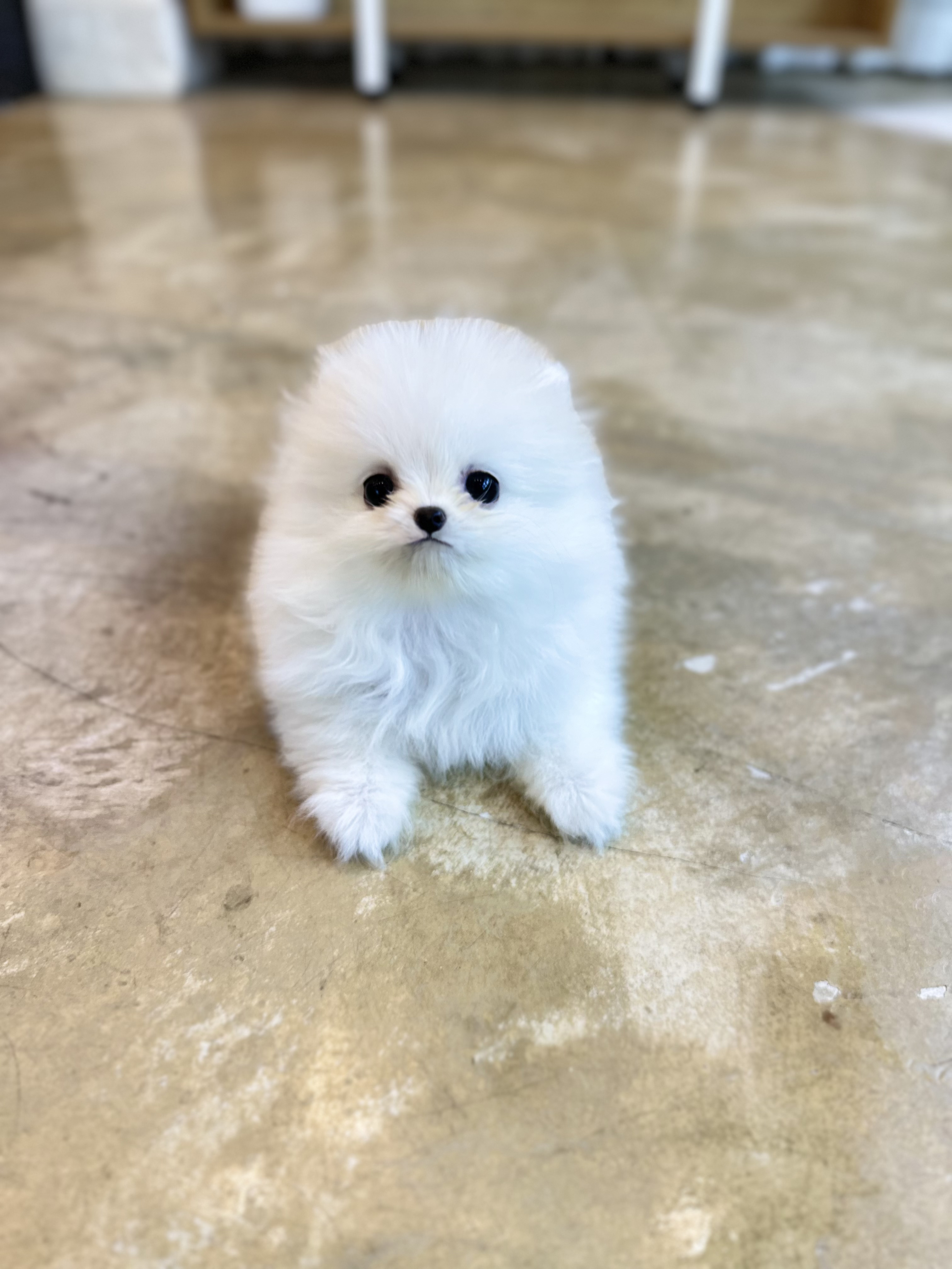 포메라니안