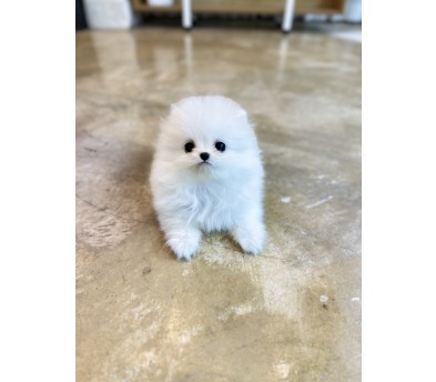 포메라니안