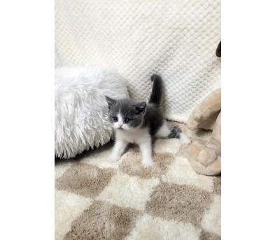 브리티쉬숏헤어