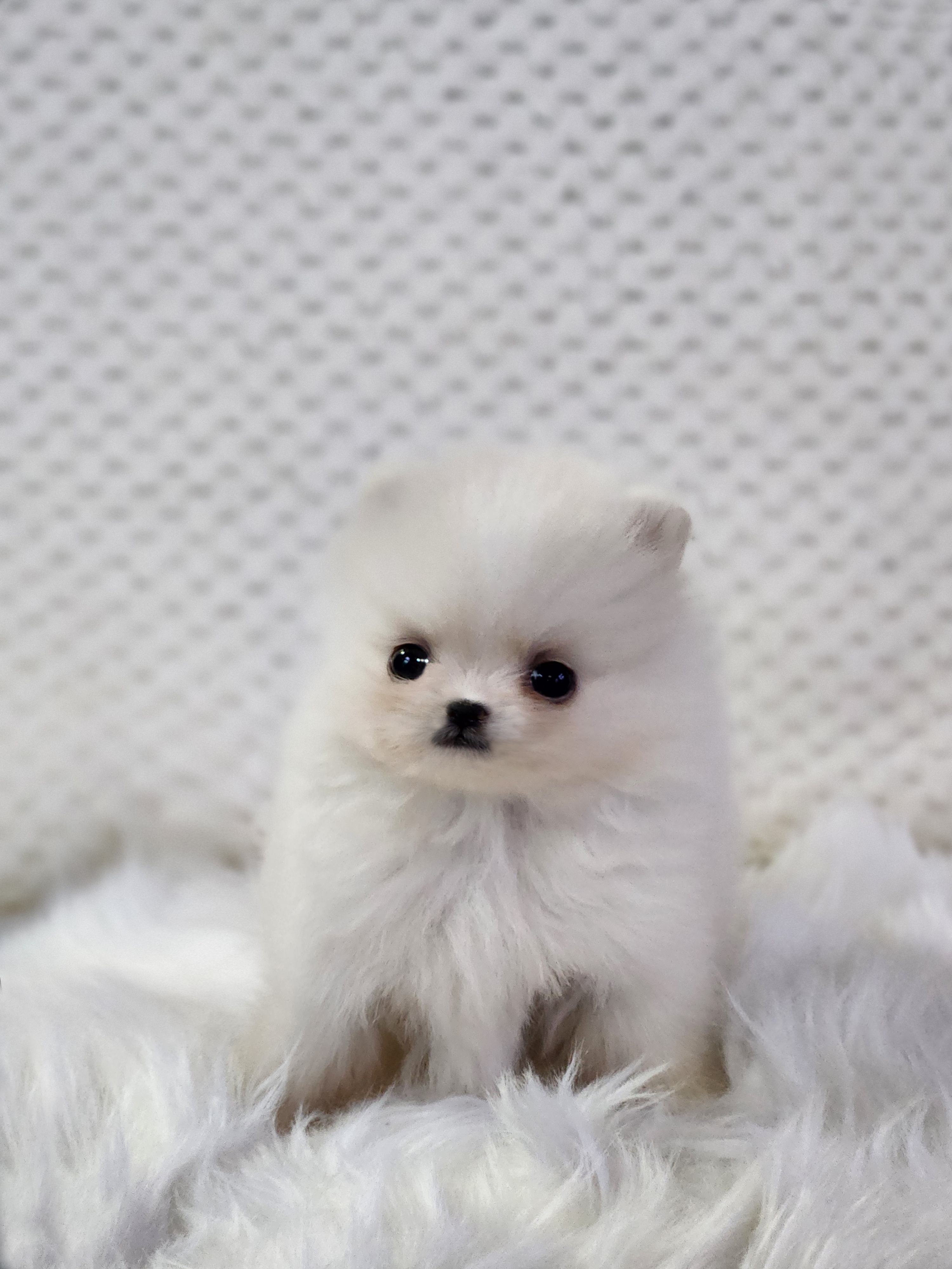 포메라니안